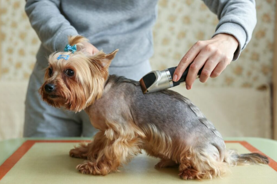 Cuando cortar el pelo de tu mascota