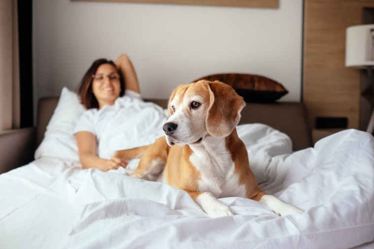 DORMIR CON TU MASCOTA. ¿ES BUENA IDEA?
