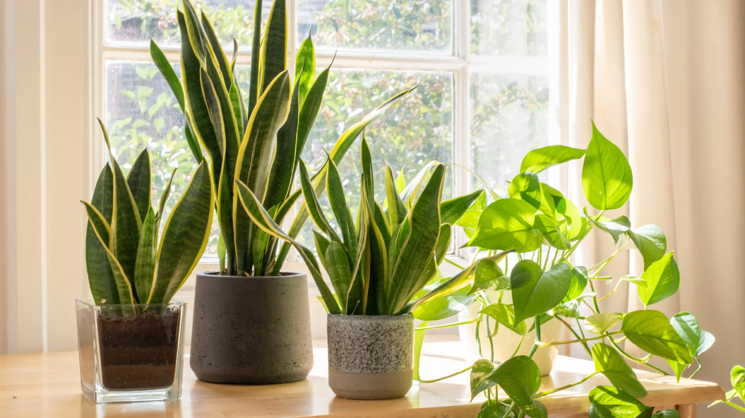 Plantas de interior